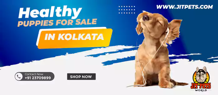 Puppies for sale in kolkata