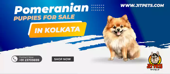 Puppies for sale in kolkata