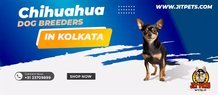 Dog breeders in Kolkata