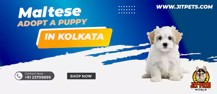 Adopt a puppy in kolkata