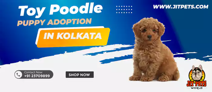 Puppy adoption in Kolkata