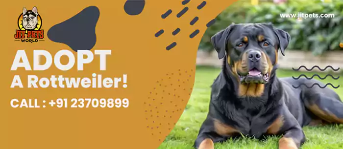 Rottweiler