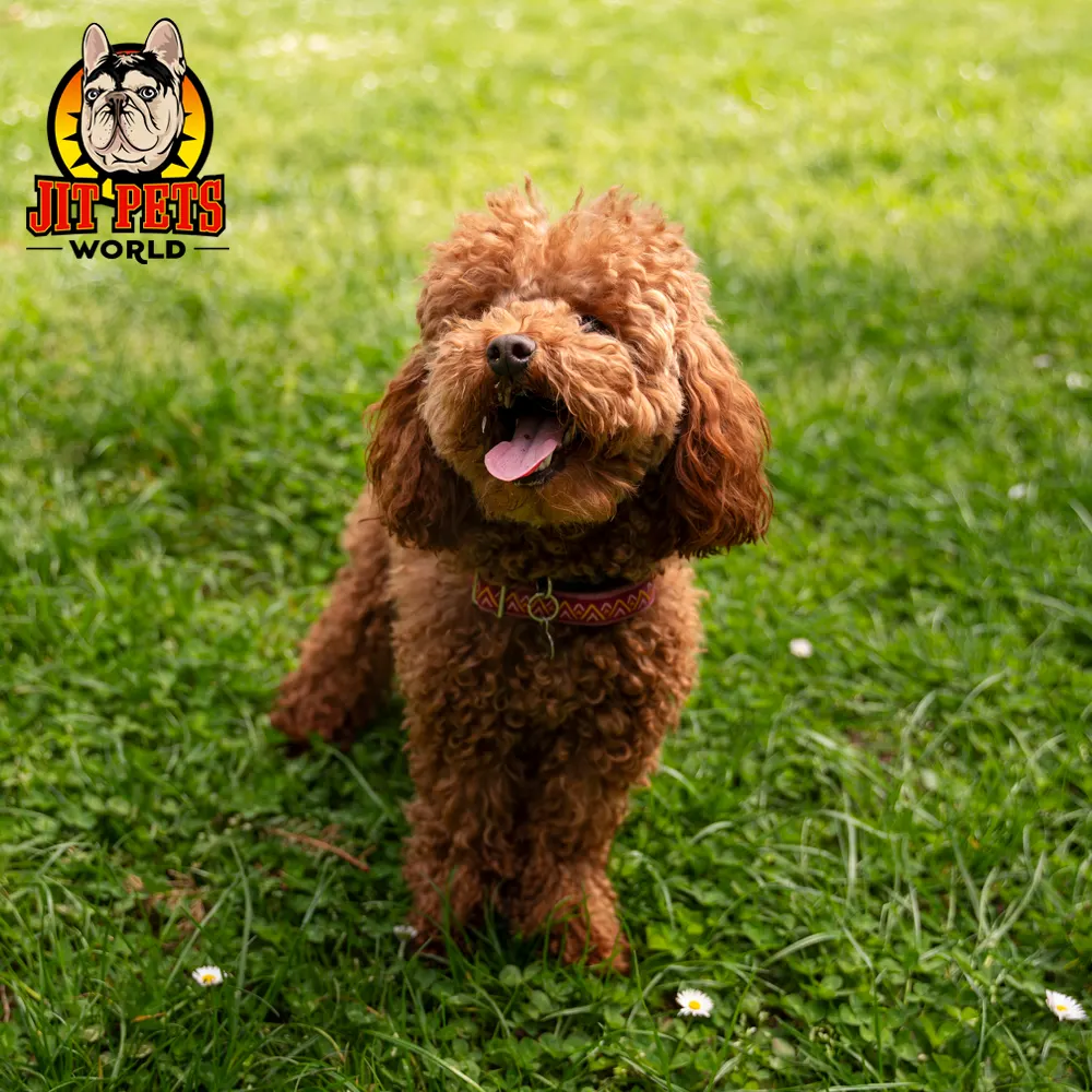 Toy Poodle